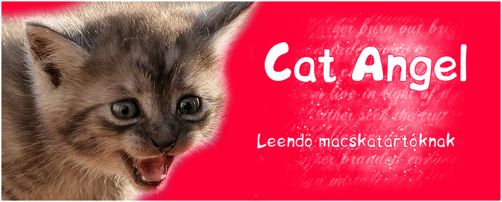 .::Cat Angel::.